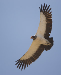 vulture